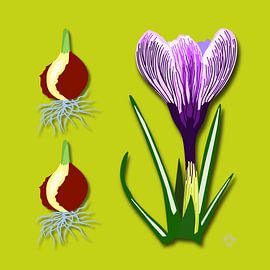 Crocus sur Marco Roling