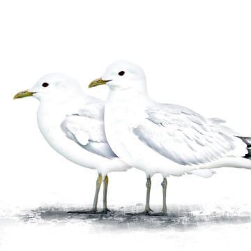 Gulls by christine b-b müller