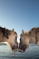 Samen