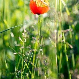 Roter Mohn in Grün an einem sonnigen Tag. von Joeri Mostmans