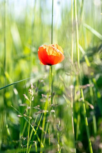 Red poppy in green on a sunny day.