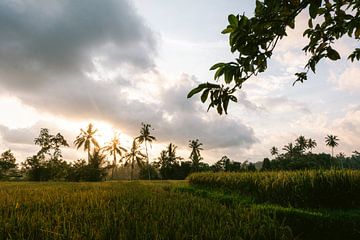 Palm trees and rice fields, sunset Bali by Suzanne Spijkers