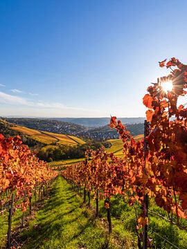 Vineyards near Stuttgart-Rotenberg in autumn - Stuttgart by Werner Dieterich