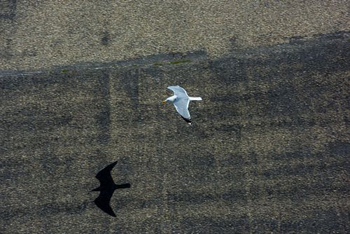 Möwenschatten