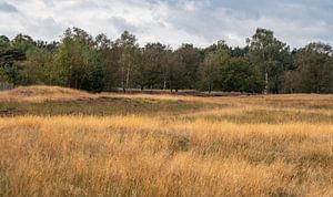 Het glooiende landschap
