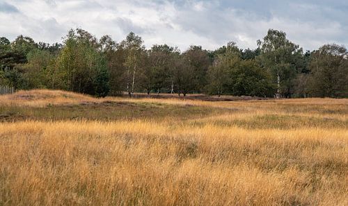 The rolling landscape by Ingrid Aanen