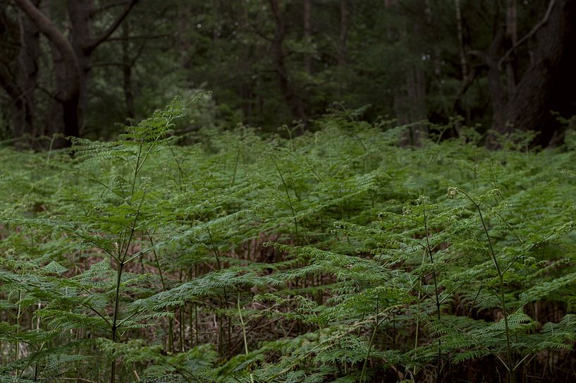 Ferns by True Color Stories