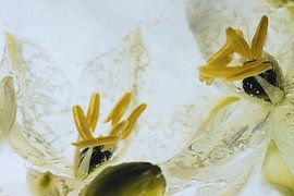 Milchsterne in Eis 3 von Marc Heiligenstein