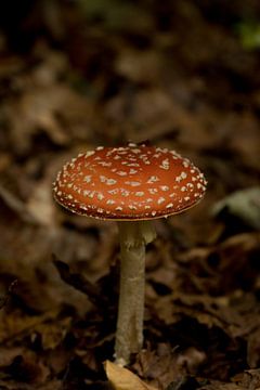 Roter Pilz von Robby van Vliet