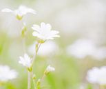sweet white flowers zoete witten bloemen van Jovas Fotografie thumbnail