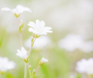 sweet white flowers zoete witten bloemen van Jovas Fotografie