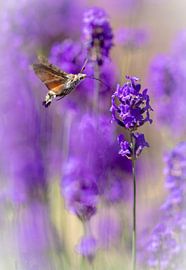 kolibrievlinder von Maria  Van Dijk