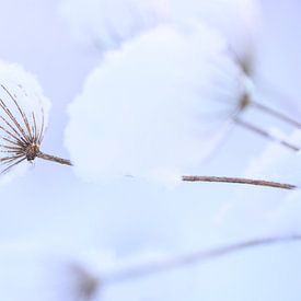 Schneeblumen von Johan Scholtens