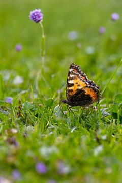 Delicacy in disguise - a butterfly in focus by Christina Bauer Photos