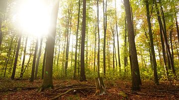 Panorama dans la forêt d'été sur Maximilian Burnos