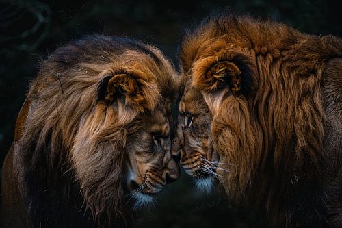 Intieme confrontatie tussen twee leeuwen