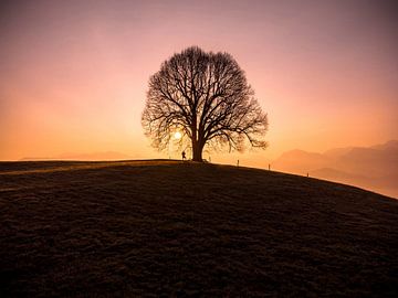 Ambiance matinale près de l'arbre sur Leo Schindzielorz