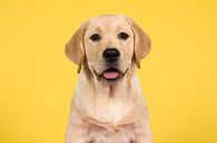 Labrador portret van Elles Rijsdijk thumbnail