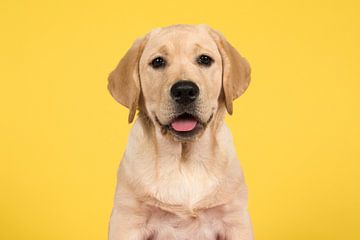 Labrador portret van Elles Rijsdijk