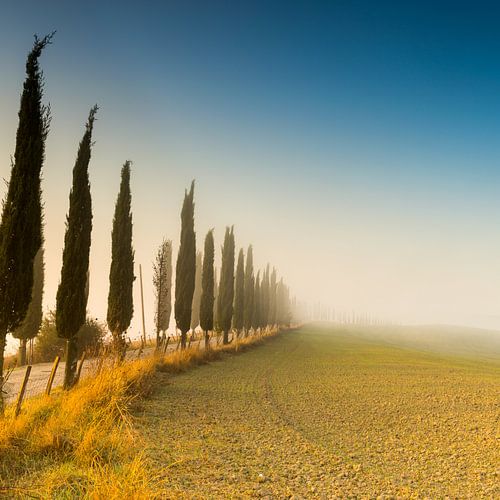 Cypresses at sunrise