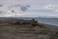 Walrussen op het strand Spitsbergen van Merijn Loch thumbnail