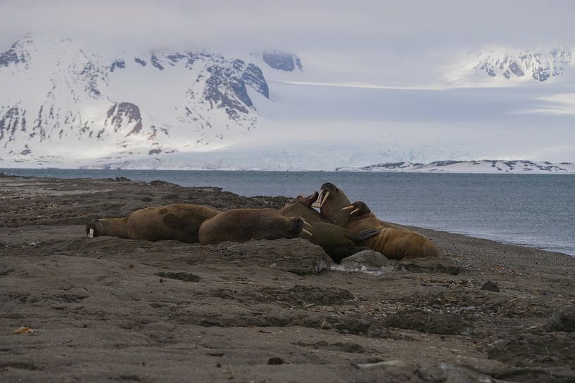 Walrussen op het strand Spitsbergen van Merijn Loch