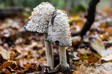 Ink fungi in the forest by Linda Schouw