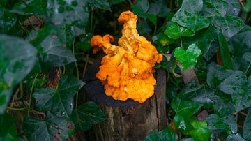 Wilde paddenstoel van Alvino Blank