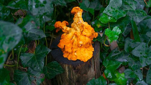 Wildpilz