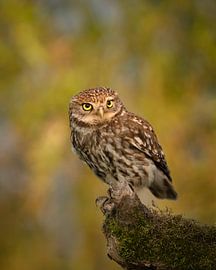 Vol verwachting van Richard Kalkman fotografie