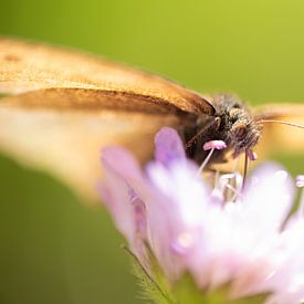 Butterfly drinking in closeup by Patrick Schwarzbach