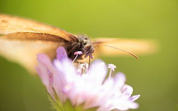 Papillon buvant en gros plan sur Patrick Schwarzbach