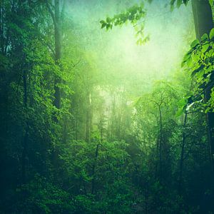 Forêt de feuillus d'un vert intense par un matin d'été brumeux