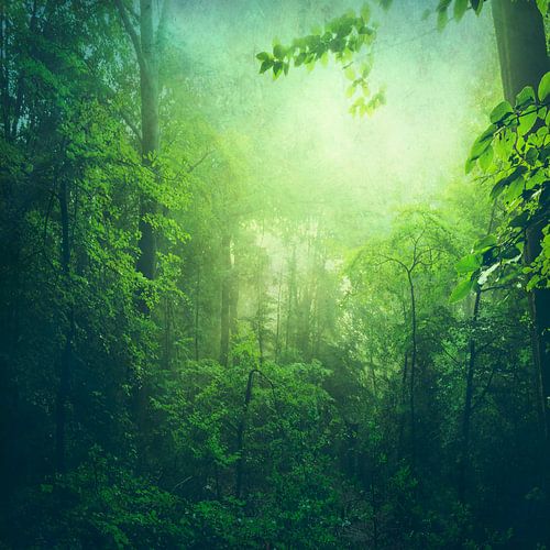 Intense green deciduous forest on hazy summer morning