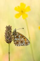 Ein silberner Mond auf einer Wiese in der Eifel