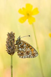 Een zilveren maan op een weiland in de Eifel van Thijs van den Burg