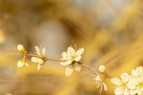 Blüte von voorDEfoto