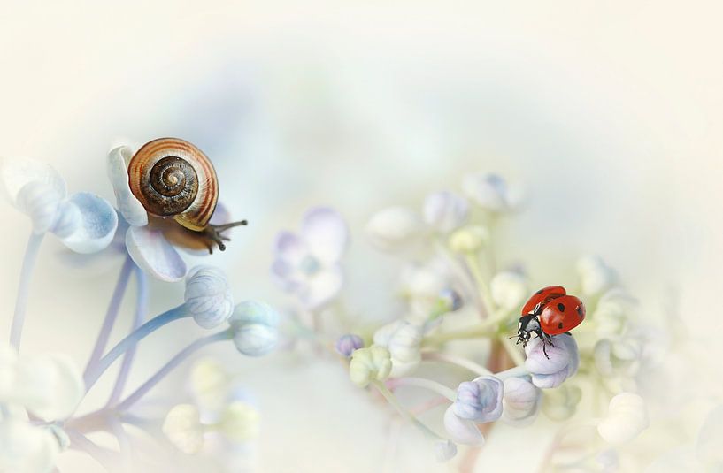 Snail and Ladybird on hydrangea by Ellen van Deelen