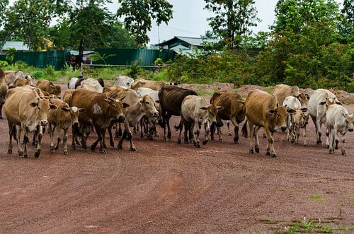 Laos, Vientiane, koeien op de weg