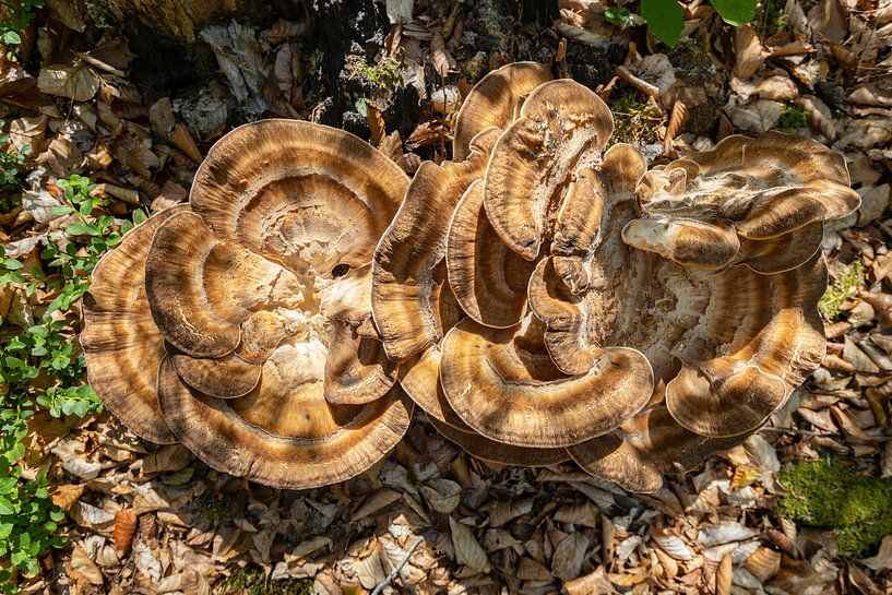 Champignon géant néerlandais (Meripilus giganteus) par Andrew van der Beek