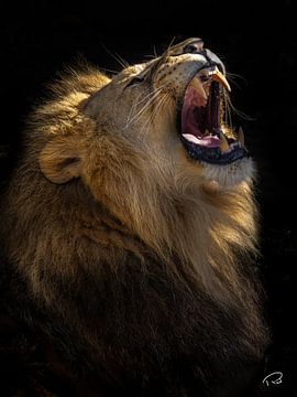 Roaring lion by Remco Rust