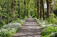 Sentier forestier avec une abondance de Ail des Ours