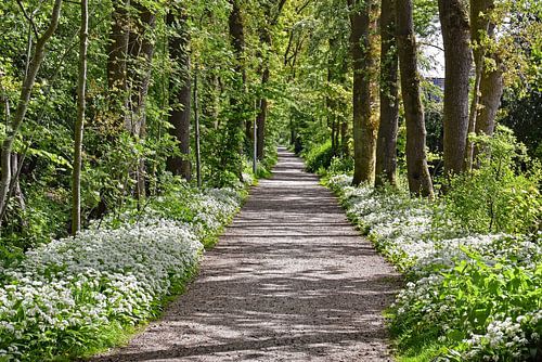 Zonnig schelpenpad met aan weerszijden een tapijt van Daslook