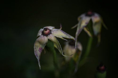 Hagebuttenknospe von einer Gartenrose, noch nicht reif, an einem trüben Novembertag