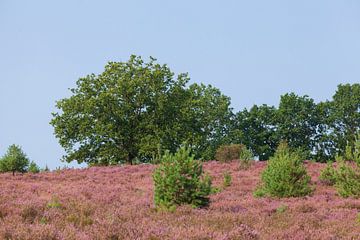 Heide landschap, Heiede bloesem, Niederhaverbeck, Lüneburger Heide, Duitsland