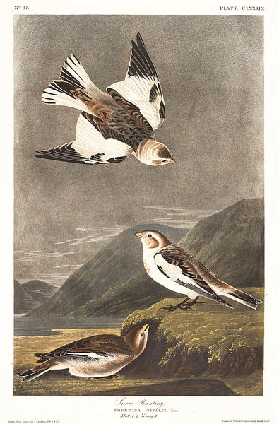 Sneeuwgors van Birds of America