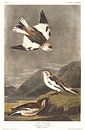 Sneeuwgors van Birds of America thumbnail