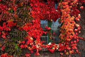 Fesnter mit altem Wein bewachsen in Herbstfarben