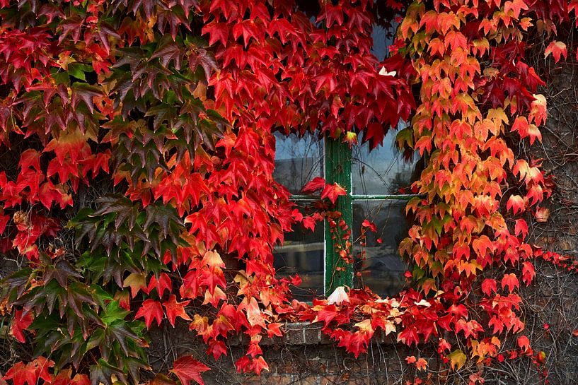 Fesnter mit altem Wein bewachsen in Herbstfarben von Stefan Dinse
