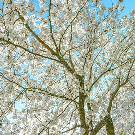Arbres en fleurs Ciel lumineux 2 sur Alie Ekkelenkamp
